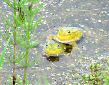 Yellow frogs