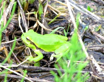 European tree frog