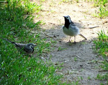 White Wagtails