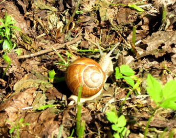 Snail