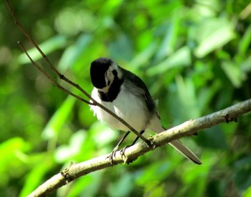 White Wagtail