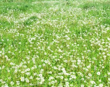 Dandelion field