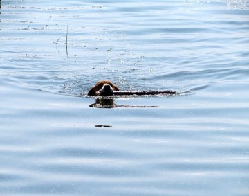 Swimming dog