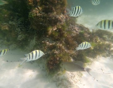 Snorkeling