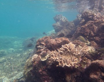 Snorkeling at Krakatau #1