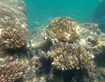 Krakatau snorkeling #3