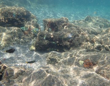 Krakatau snorkeling #4