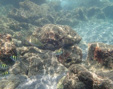 Krakatau snorkeling #5