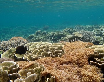 Krakatau snorkeling #6