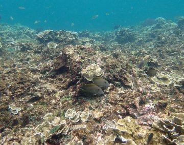 Krakatau snorkeling #7