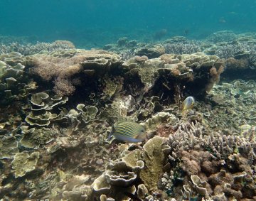 Krakatau coral reefs