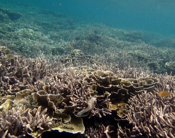 Krakatau coral reef