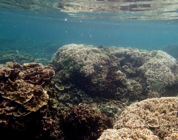 Krakatau snorkeling - another photo