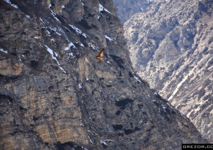 Himalayan Vulture