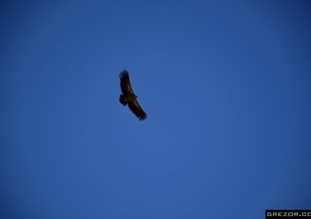 Himalayan Vulture