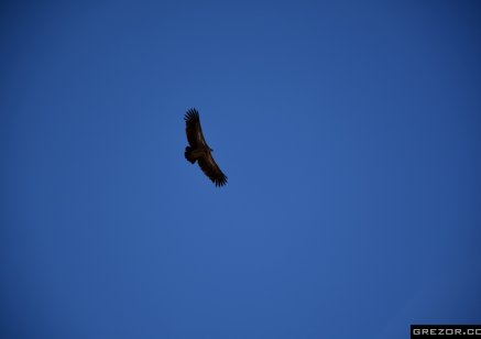 Himalayan Vulture