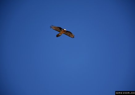 Himalayan Vulture