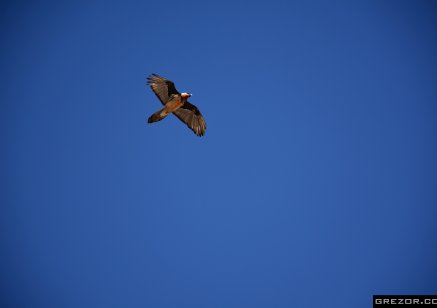 Himalayan Vulture