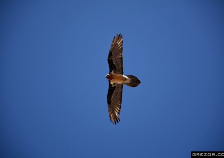 Himalayan Vulture