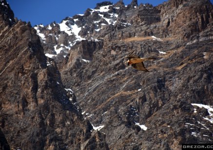 Himalayan Vulture