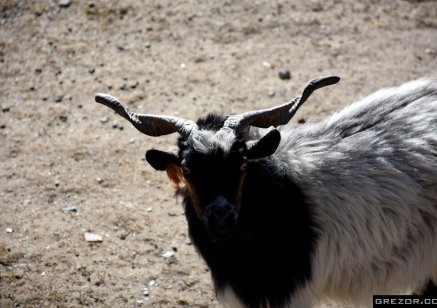 Satan Goat