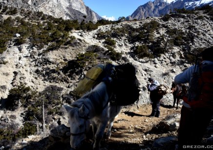 Horses on a trail