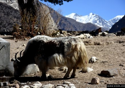 Yak drinking