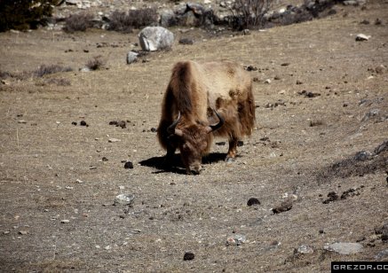 Yak