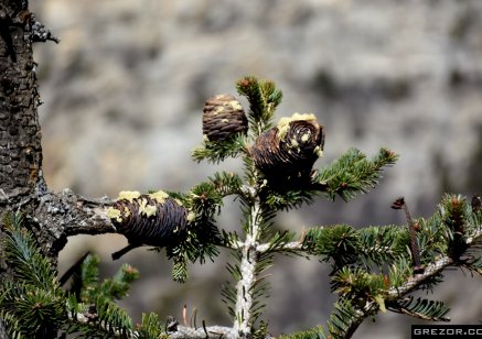 Pine tree