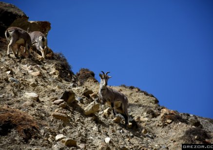 Blue Sheeps