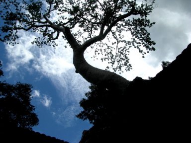 Ta Prohm