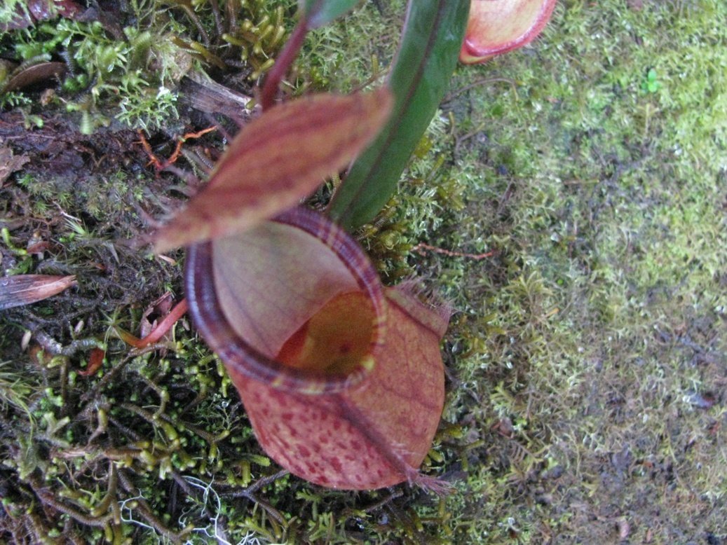 Pitcher plant