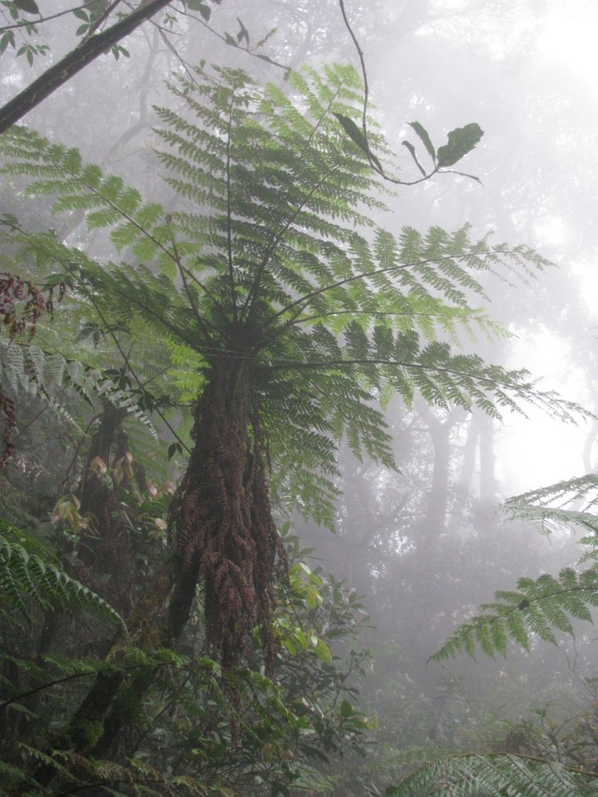 Tree fern