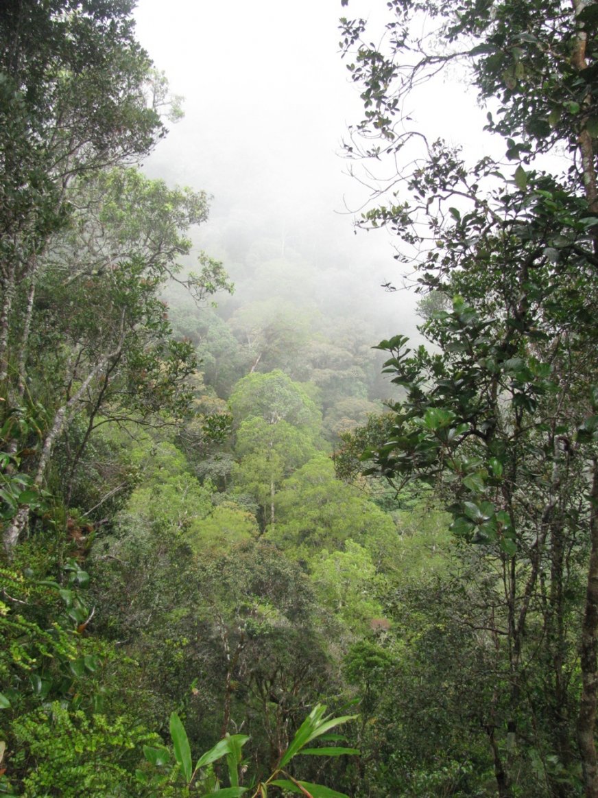 Rainforest