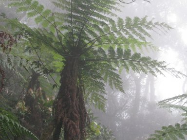 Tree fern