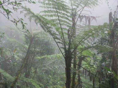 Tree fern