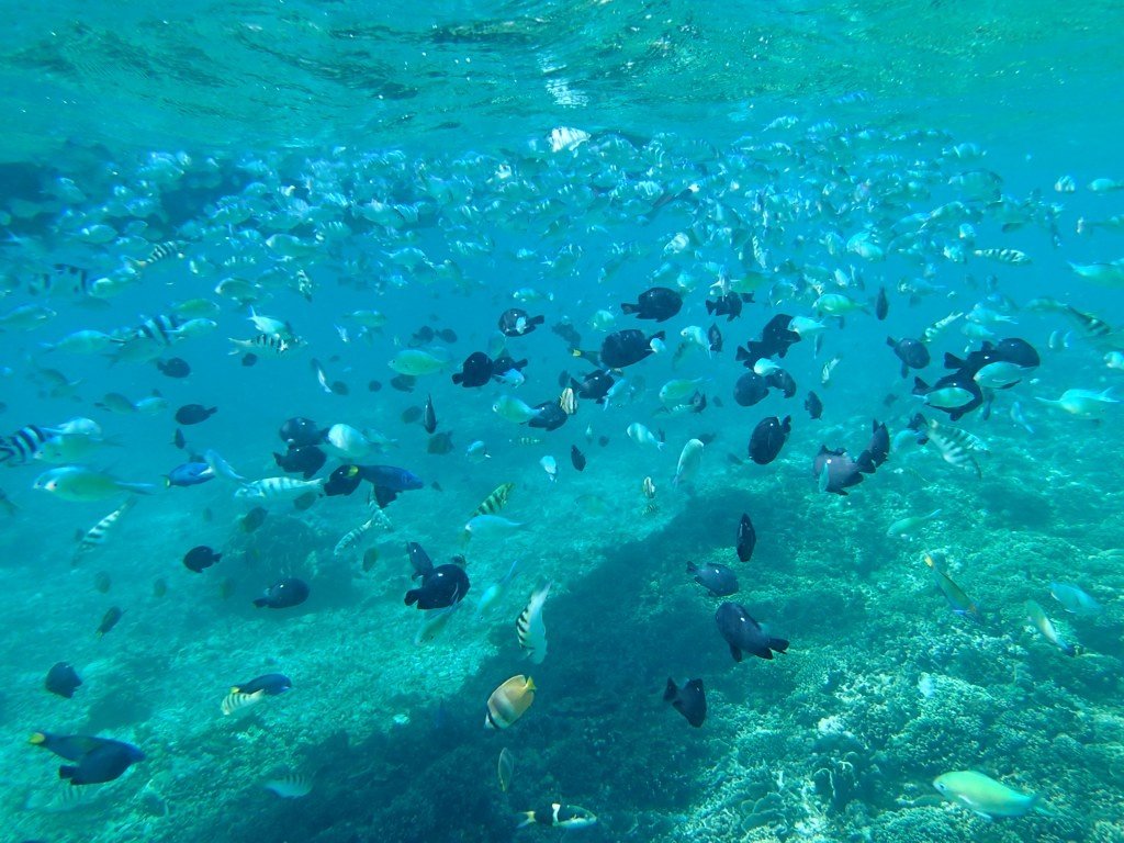 Schools of fishes
