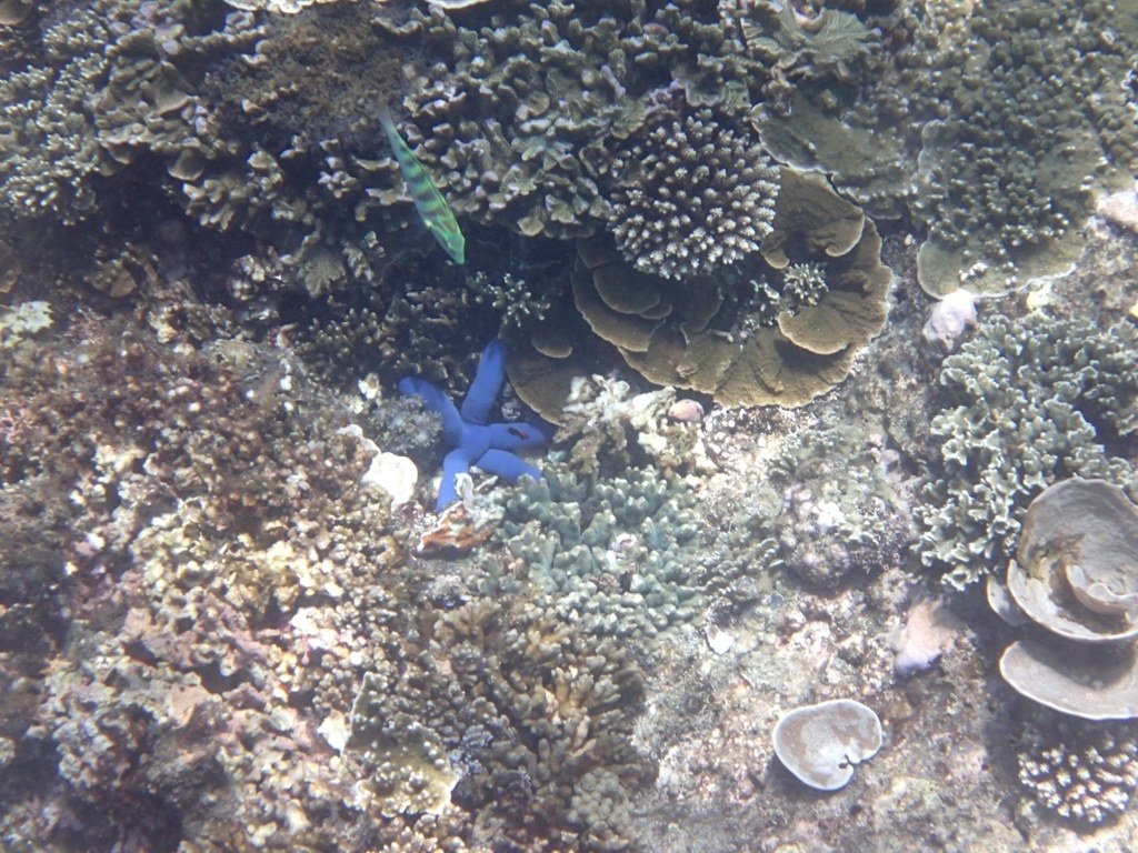 Starfish #2