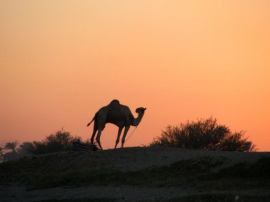 Camel sunset