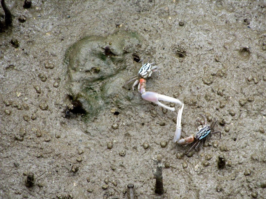 Fiddler Crab