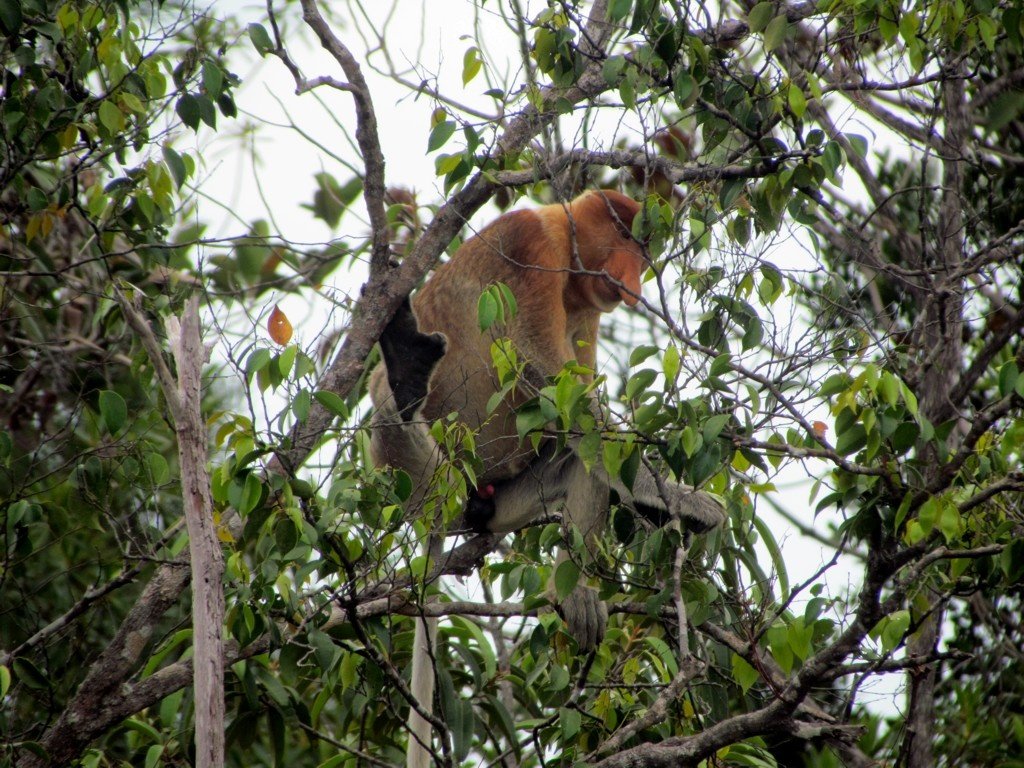 Proboscis monkey