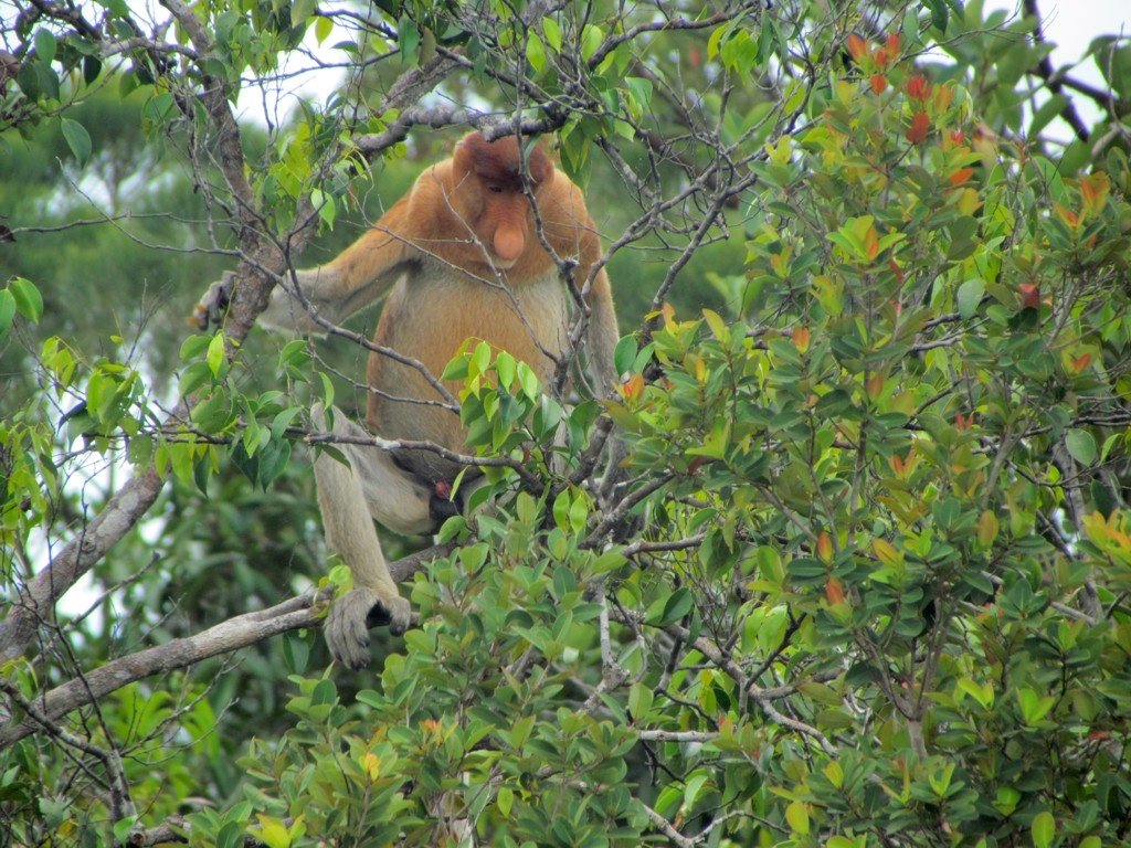 Proboscis monkey