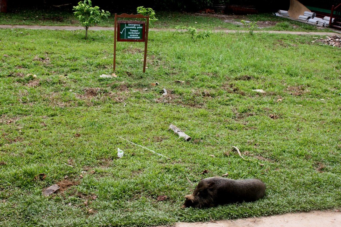 Bearded Pig