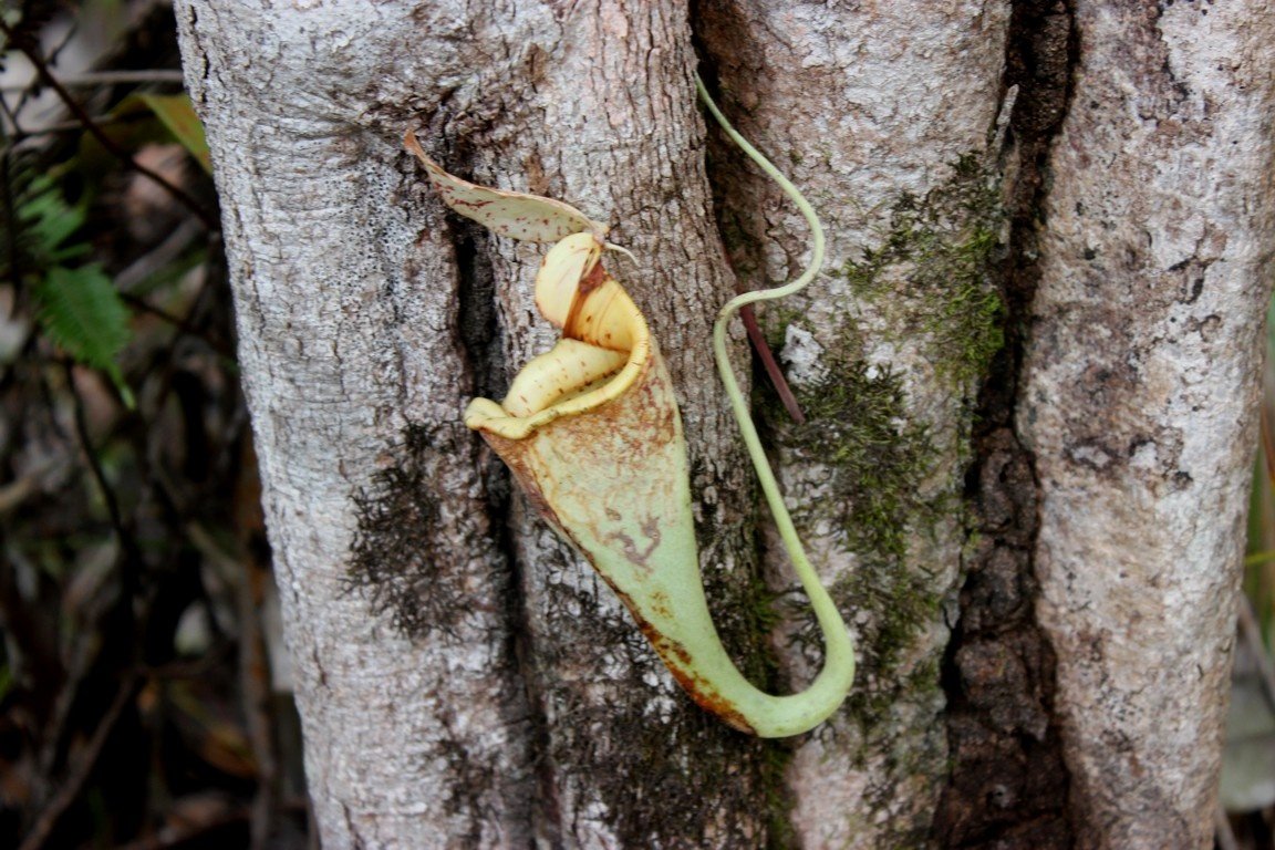 Pitcher plant