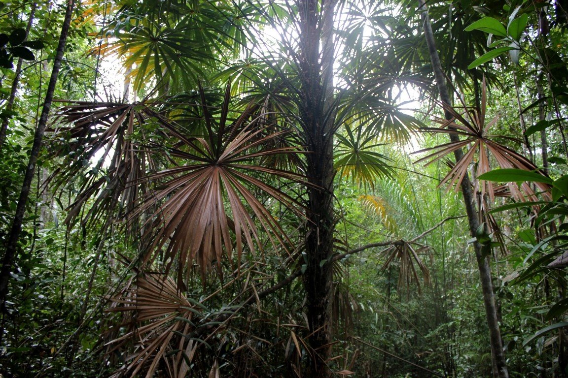 Bako National Park