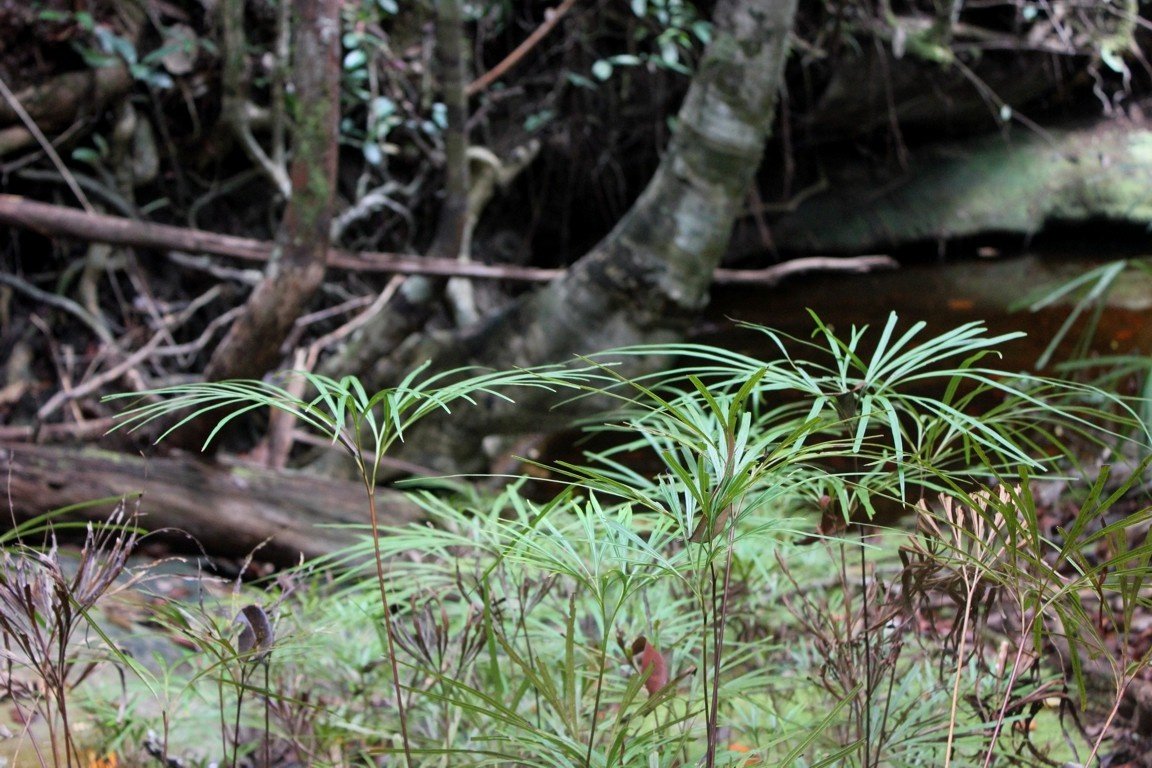 Bako National Park