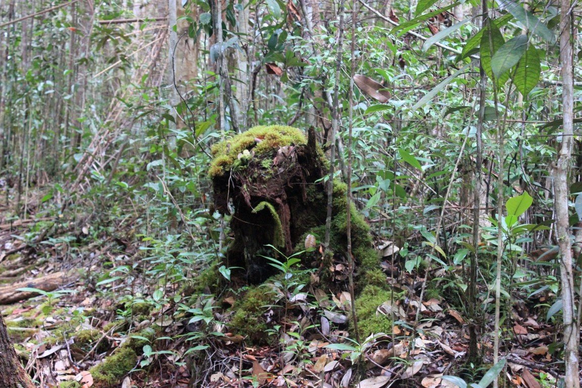 Unique Tree Trunk