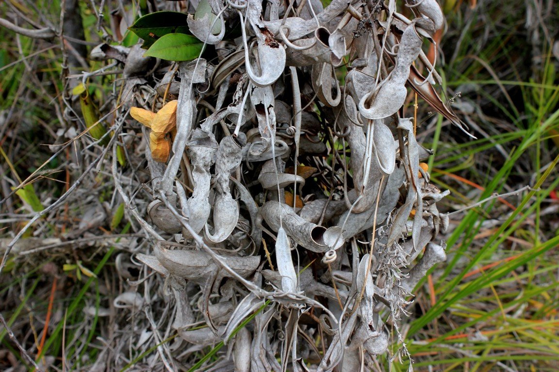 Pitcher plants