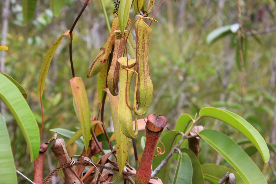 Pitcher plants