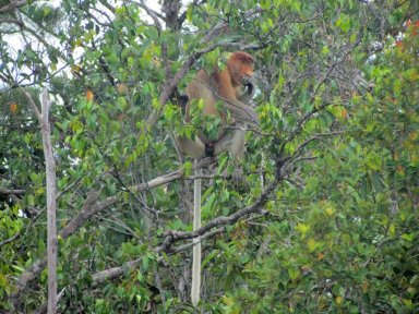 Proboscis monkey